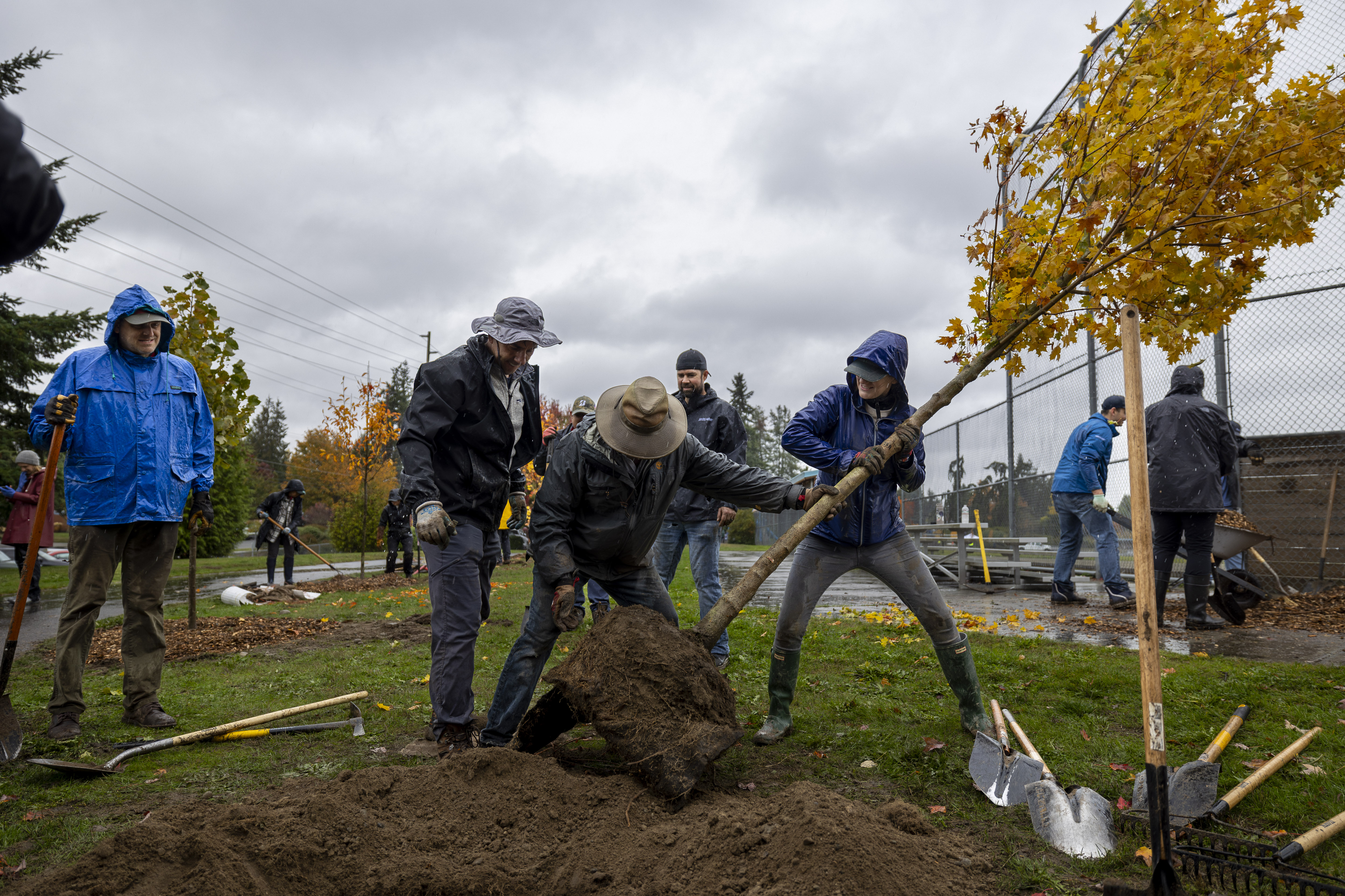 Volunteers planting trees at Paramount School Park in Shoreline
