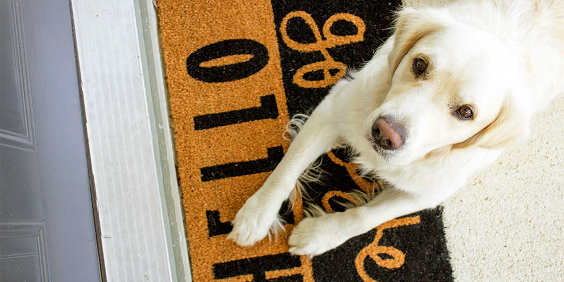 Dog Door